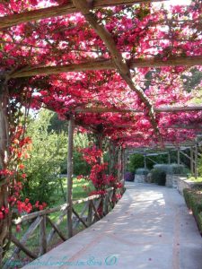 pergola simples bougainville