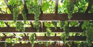 pergolado de madeira para uva