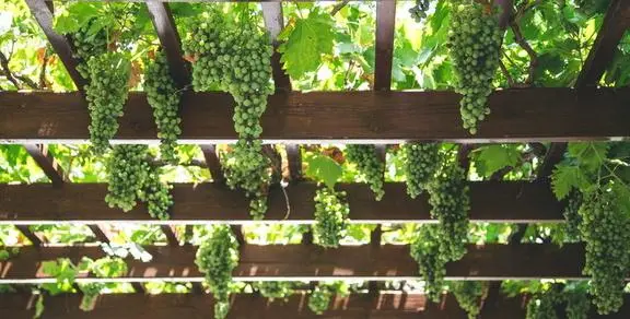 pergolado de madeira para uva