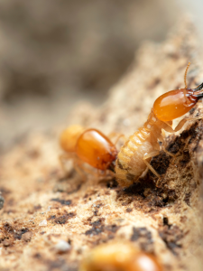 que madeira cumpin não come