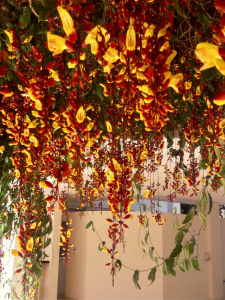 sapatinho do judia no pergolado