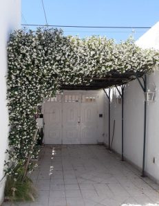 Jasmim do Poetas em Pergolado
