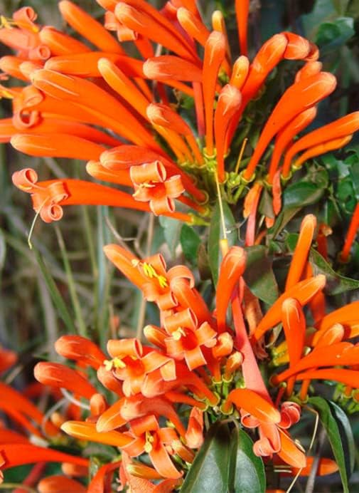 Muda De Cipó De São João Trepadeira Linda De Cor Laranja Muda De Cipó De São João Trepadeira Linda De Cor Laranja