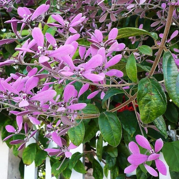 Muda de Congéia Flor Trepadeira Ornamental Maravilhosa Muda de Congéia Flor Trepadeira Ornamental Maravilhosa