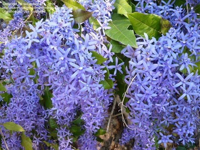 Muda de Flor de São Miguel Azul Linda Trepadeira Para Florir Muda de Flor de São Miguel Azul Linda Trepadeira Para Florir