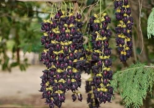 Muda de Jade Negra Rara e Exótica Trepadeira Para Florir