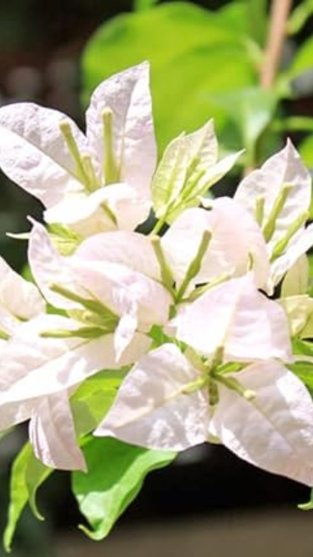 Muda de Primavera Bougainvillea Branca Para Florir Jardim