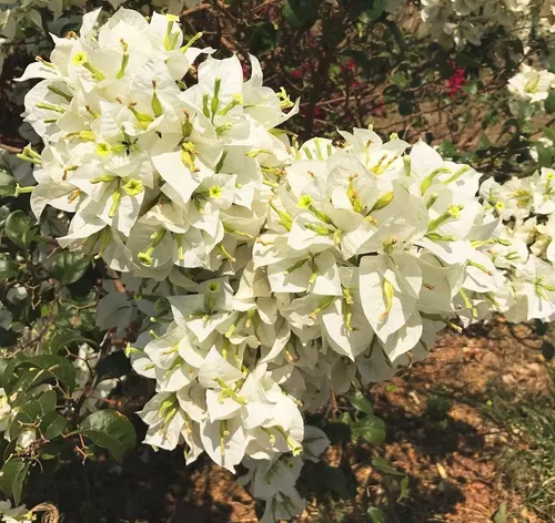 Muda de Primavera Bougainvillea Branca Para Florir Jardim Muda de Primavera Bougainvillea Branca Para Florir Jardim