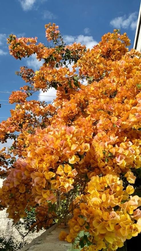 Muda de Primavera Bougainvillea Laranja Para Florir Jardim