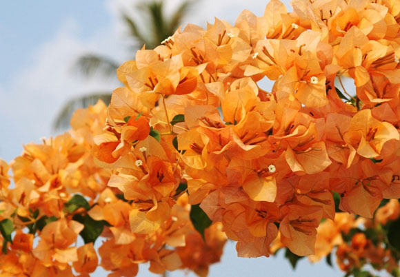 Muda de Primavera Bougainvillea Laranja Muda de Primavera Bougainvillea Laranja