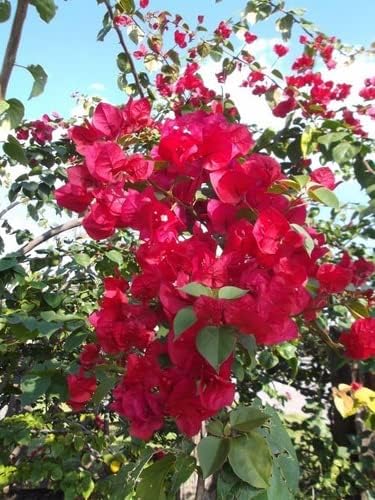 Muda de Primavera Bougainvillea Vermelha Para Florir Jardim Muda de Primavera Bougainvillea Vermelha Para Florir Jardim