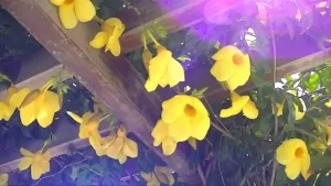 alamanda para pergolas