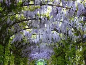 glicínia em pergolado