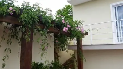 plantas para pérgolas