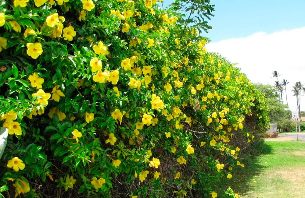 7 Jenis Bunga yang Gampang Ditanam, Taman Makin Cantik 4 7 Jenis Bunga yang Gampang Ditanam, Taman Makin Cantik