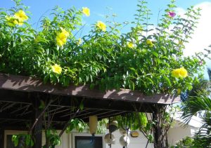 alamanda no pergolado